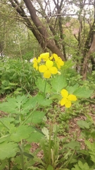 Chelidonium majus