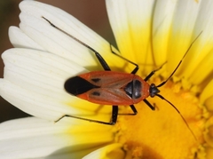 Calocoris nemoralis