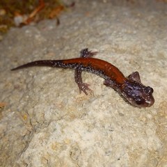 Plethodon yonahlossee