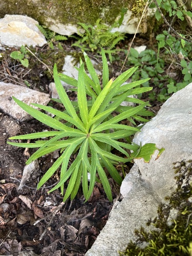 Helleborus multifidus, photograph 2