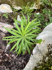 Helleborus multifidus, photograph Mirko Ubović, CC0, iNaturalist via GBIF