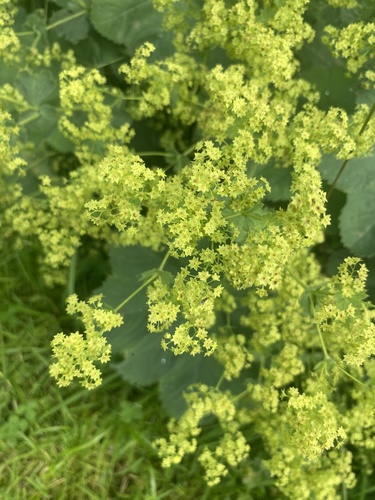 Lady's-mantle (Alchemilla mollis)
