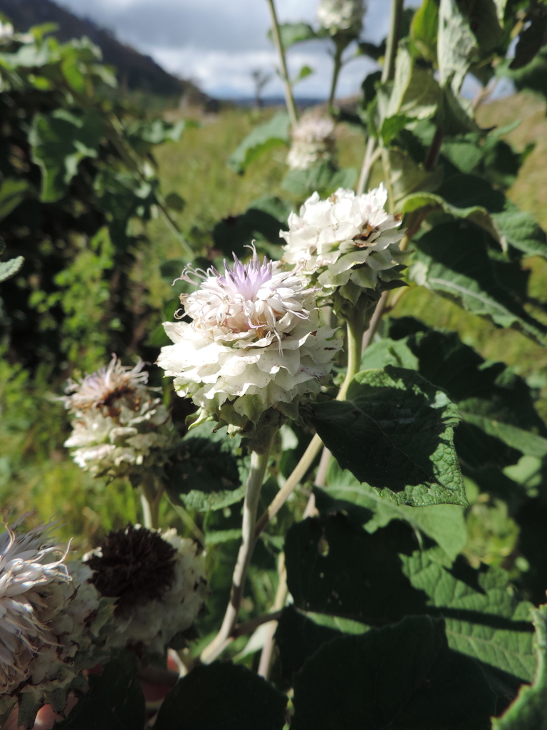 Shire Vernonia