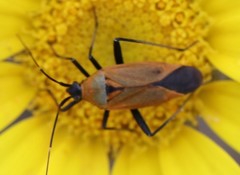 Calocoris nemoralis