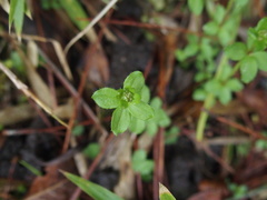 Galium formosense