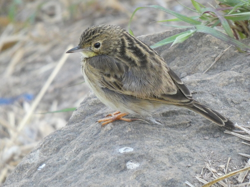 Yellowish Pipit (Anthus chii), photo 8