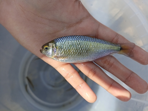 Bryconamericus peruanus