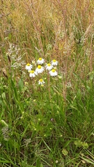 Matricaria chamomilla