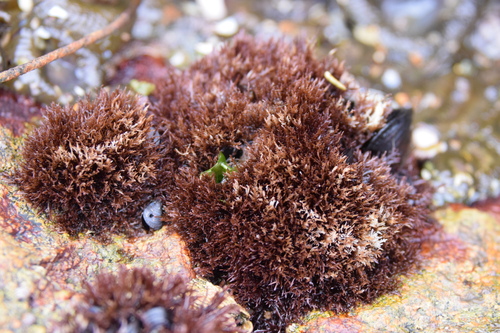 Caulacanthus