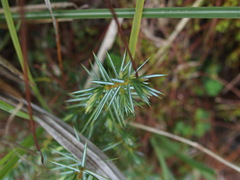 Juniperus formosana