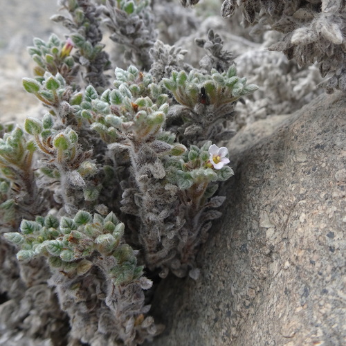 Tiquilia litoralis (Tiquilia litoralis)