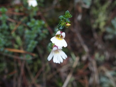 Euphrasia transmorrisonensis