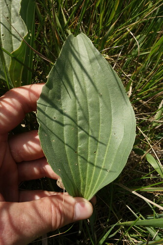 Image of Plantago maxima by (c) Aleksei Baushev, some rights reserved (CC BY)