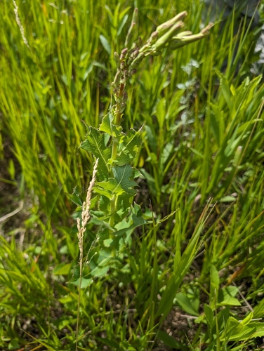 Image of Lactuca ludoviciana by (c) Jeff D Hansen, some rights reserved (CC BY)