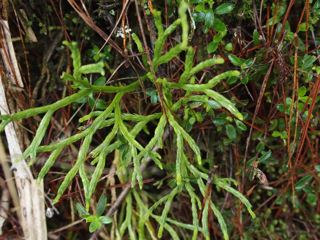 Diphasiastrum multispicatum (Diphasiastrum multispicatum)