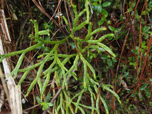 Diphasiastrum multispicatum (Diphasiastrum multispicatum)