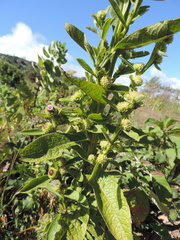 Laggera