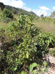 Laggera