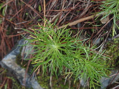 Artemisia morrisonensis