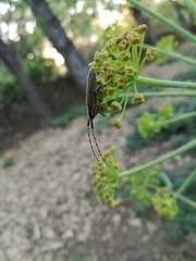 Agapanthia asphodeli