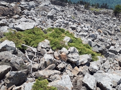 Microbiota decussata