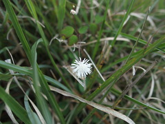 Thalictrum urbainii