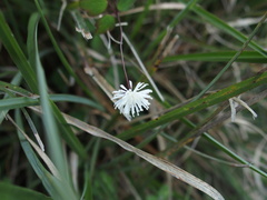 Thalictrum urbainii