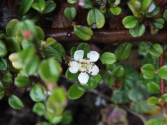 Cotoneaster morrisonensis