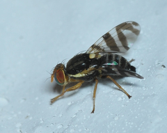 Rhagoletis cingulata