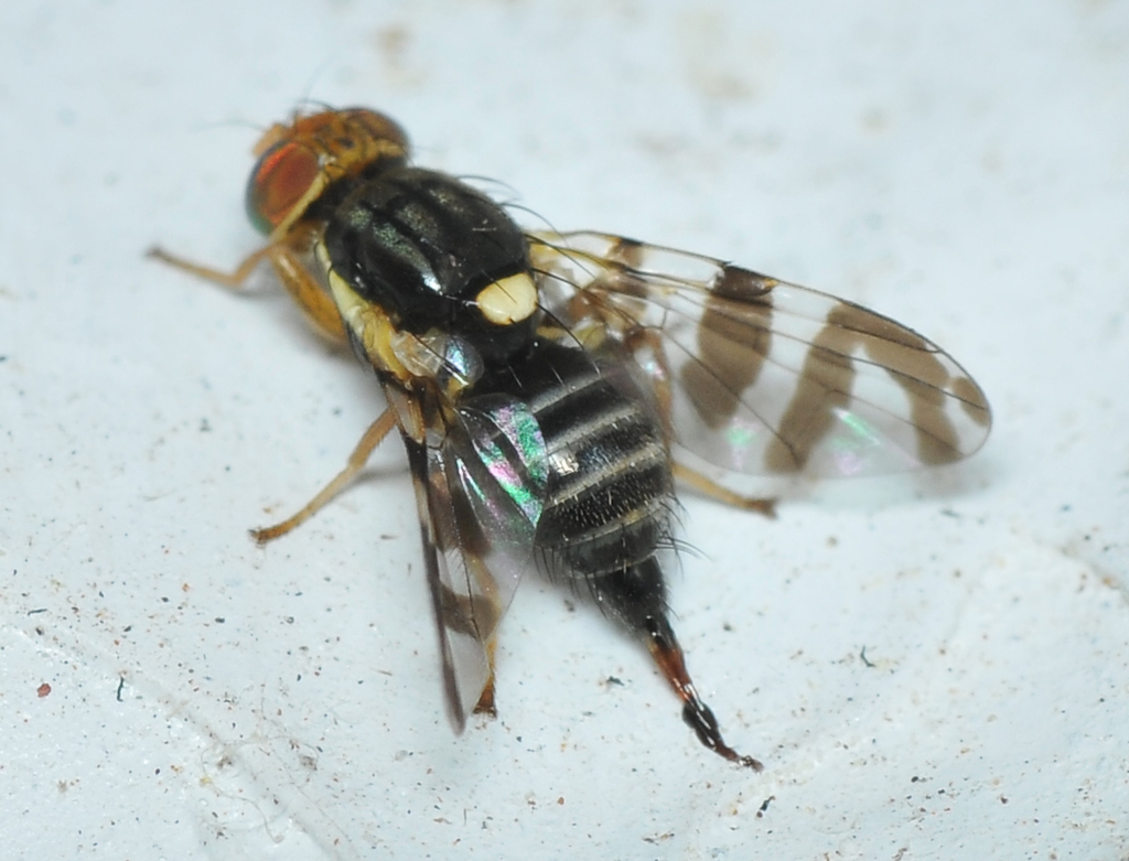 Eastern Cherry Fruit Fly