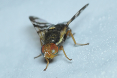 Rhagoletis cingulata