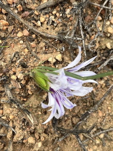 Babiana karooica