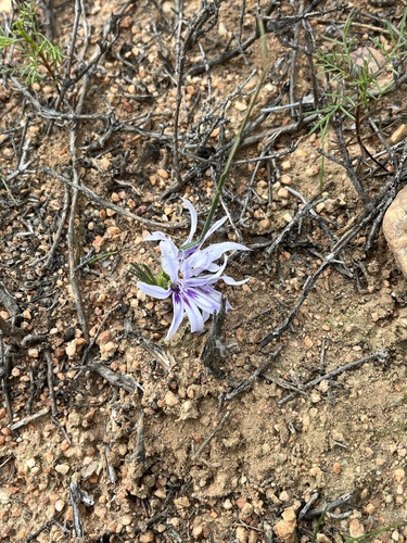 Babiana karooica