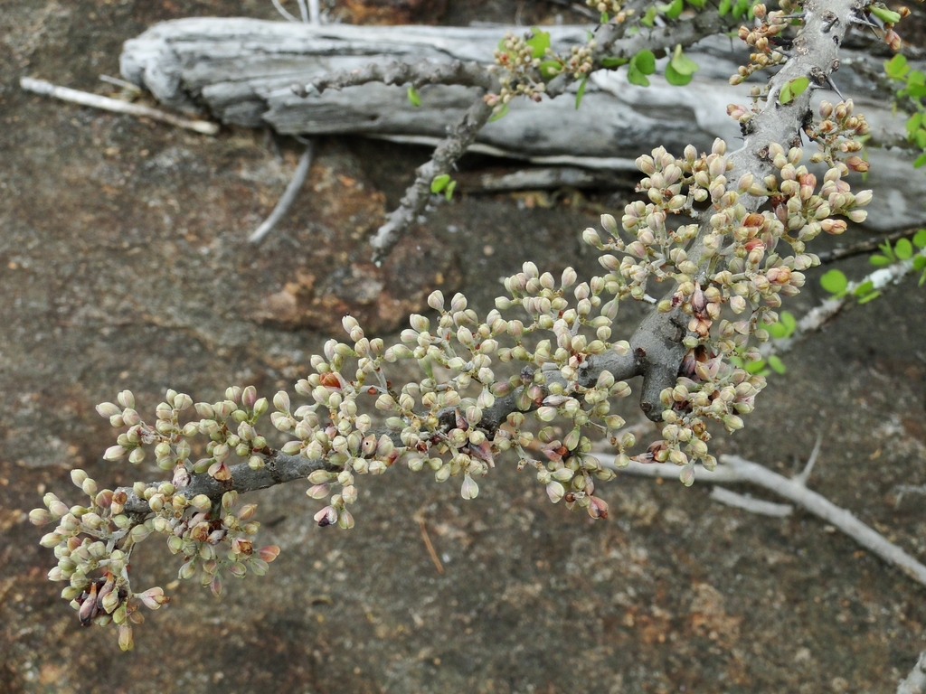 Alluaudia humbertii