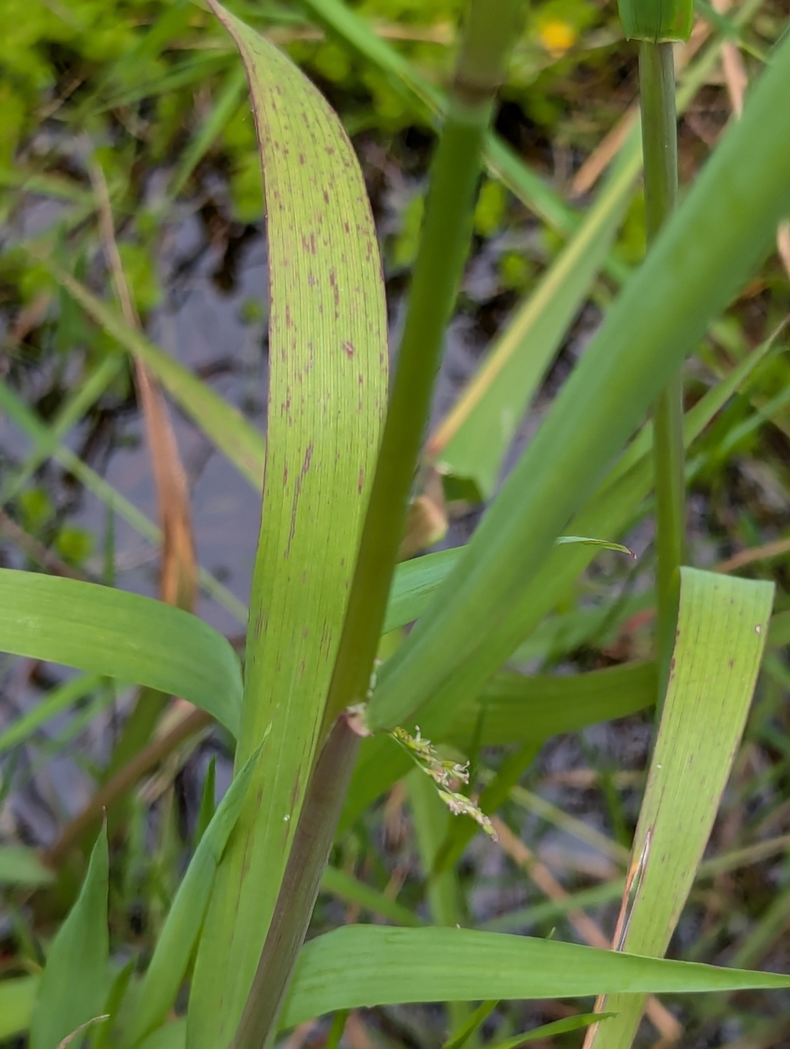 Imagem de Capim-arroz