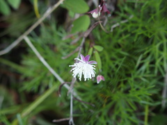 Thalictrum urbainii