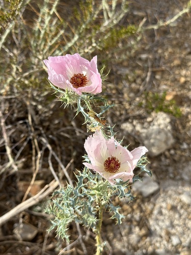 Chisos Mountain Pricklypoppy