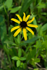 Rudbeckia missouriensis