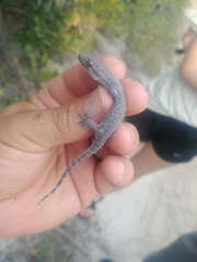 Phyllodactylus tuberculosus