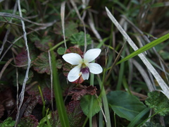 Viola adenothrix