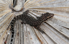 Phyllodactylus tuberculosus