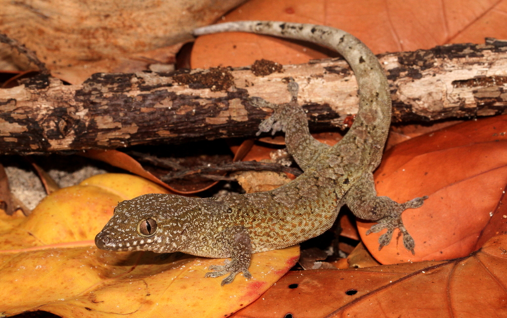 Saint George Island Gecko