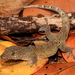 Gecko de la Isla San Jorge - Photo (c) J.D. Willson, algunos derechos reservados (CC BY-NC), subido por J.D. Willson