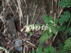 Corydalis ophiocarpa