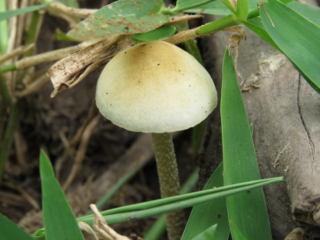 Panaeolus cyanescens · June 2024 · photo: © pablocauapc (iNaturalist, cc-by)