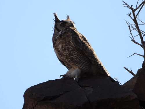 Great Horned Owl