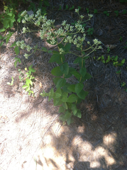 Eupatorium pubescens