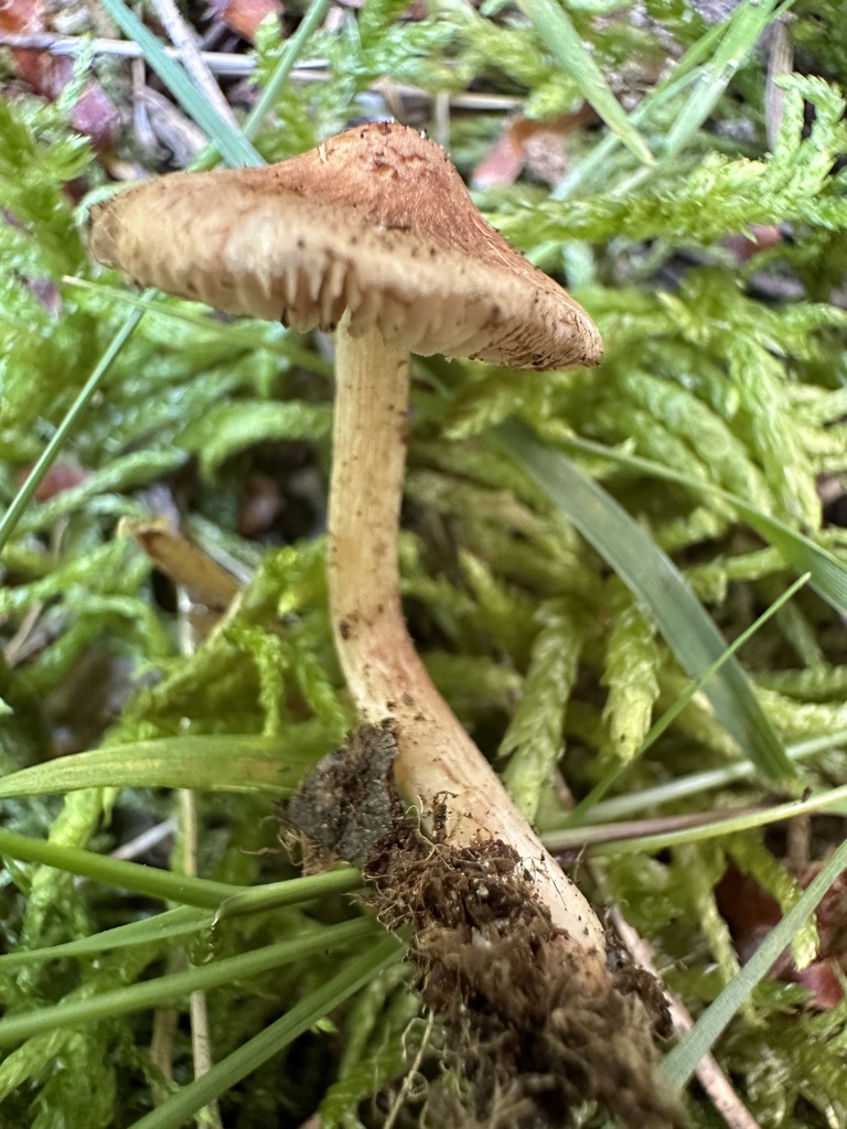 Inocybe catalaunica