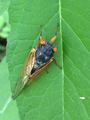 Magicicada cassinii
