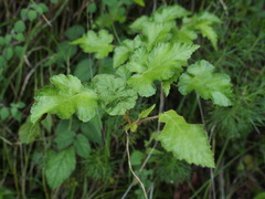 Rubus taitoensis